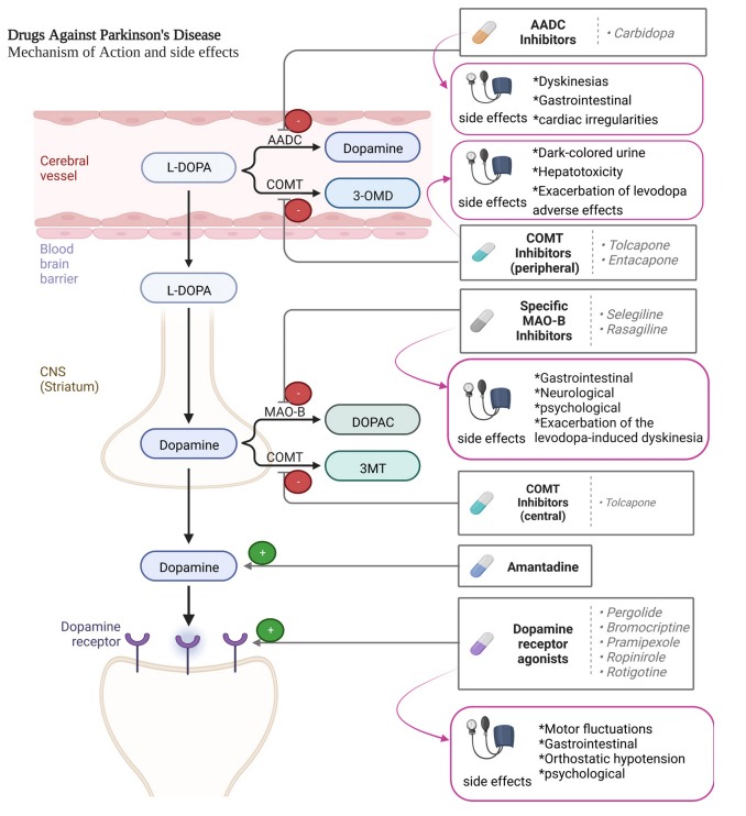 图2：帕金森病患者使用的药物及其作用机制。