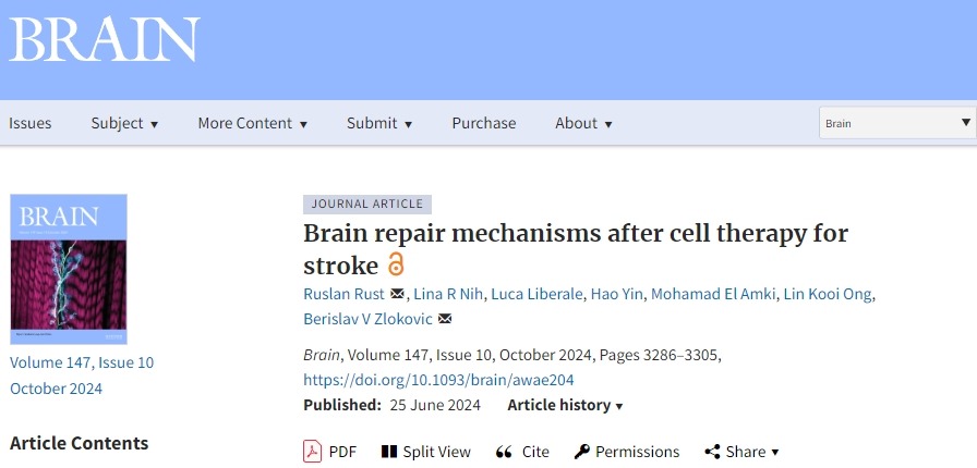 确认干细胞治疗中风后的大脑修复机制，以推动干细胞治疗中风进入临床至关重要！