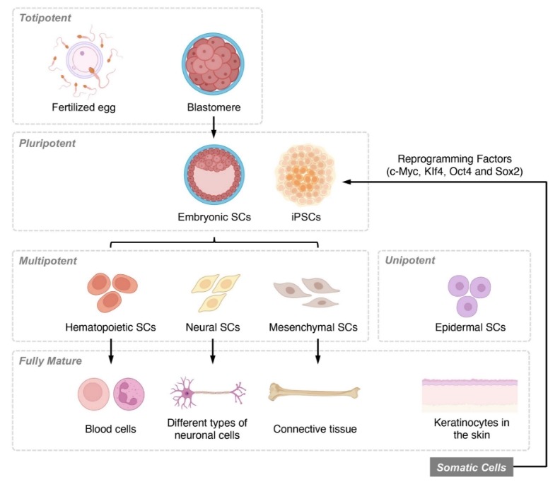 图1:基于分化潜力和发育阶段的干细胞分类概述。 图1:基于分化潜力和发育阶段的干细胞分类概述。
