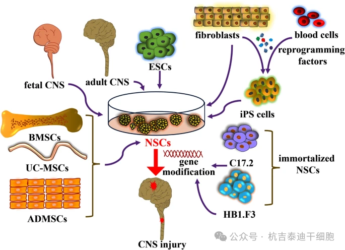 神经干细胞的起源和分化示意图