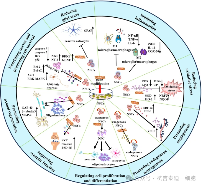 基因改造对神经干细胞在神经损伤中的生物学效应的详细说明。基因改造的NSC是特定分子的理想载体，可最大限度地发挥细胞治疗的潜力，并通过多种机制产生更高的治疗效率