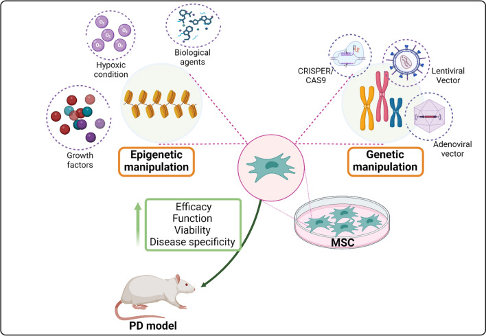 图3：间充质干细胞 (MSC) 在帕金森病 (PD) 治疗中的操作。