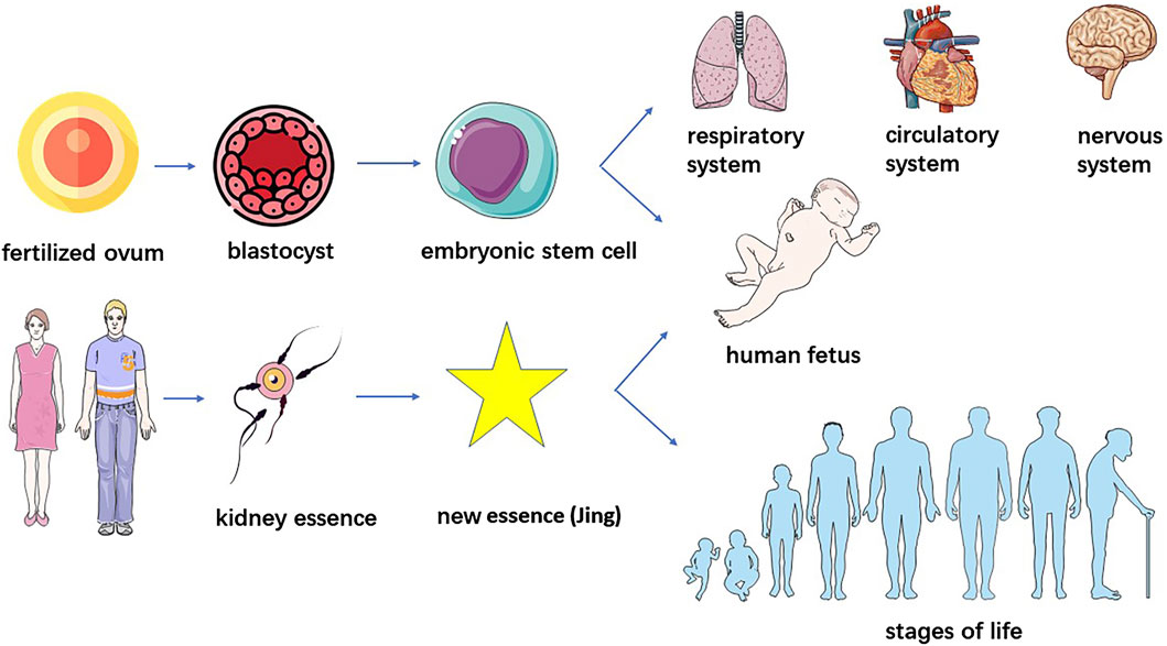 图2.干细胞与“肾精”的鉴别。