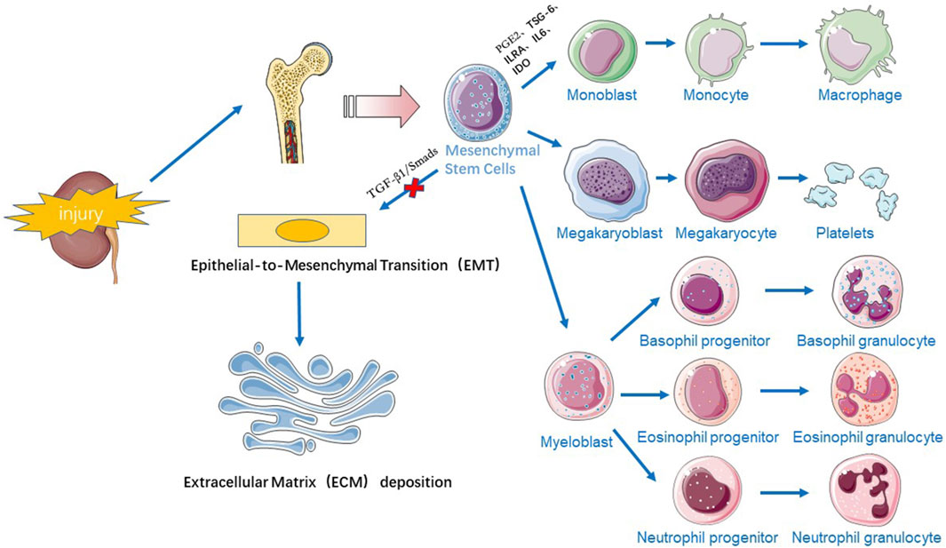 图1：干细胞疗法治疗慢性肾病的机制示意图。