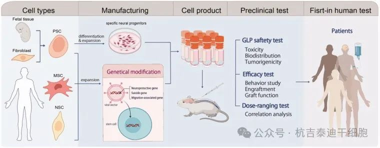 图2：下一代干细胞疗法。
