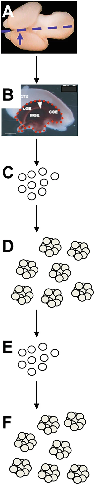 图1:从胚胎第 14.5 天 (E14.5) 小鼠脑中提取NSPC。 图1:从胚胎第 14.5 天 (E14.5) 小鼠脑中提取NSPC。
