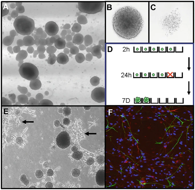 图2:神经球培养技术。 图2:神经球培养技术。