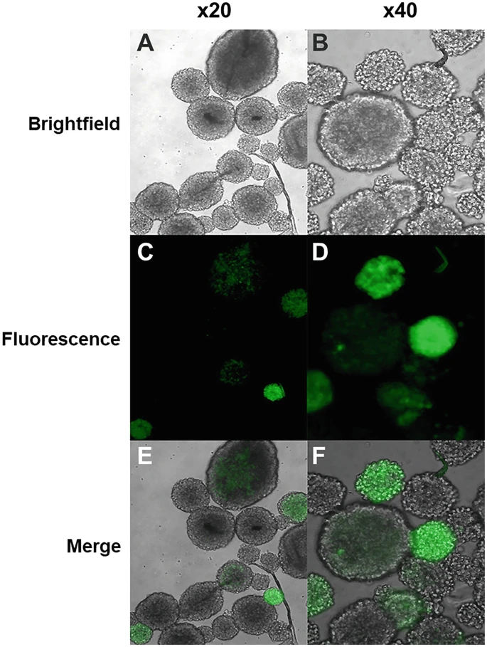 图3:逆转录病毒转导 NSPC。 图3:逆转录病毒转导 NSPC。