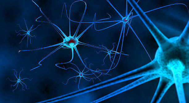 神经干细胞培养权威指南:NSPC高效提取与分化技术解析