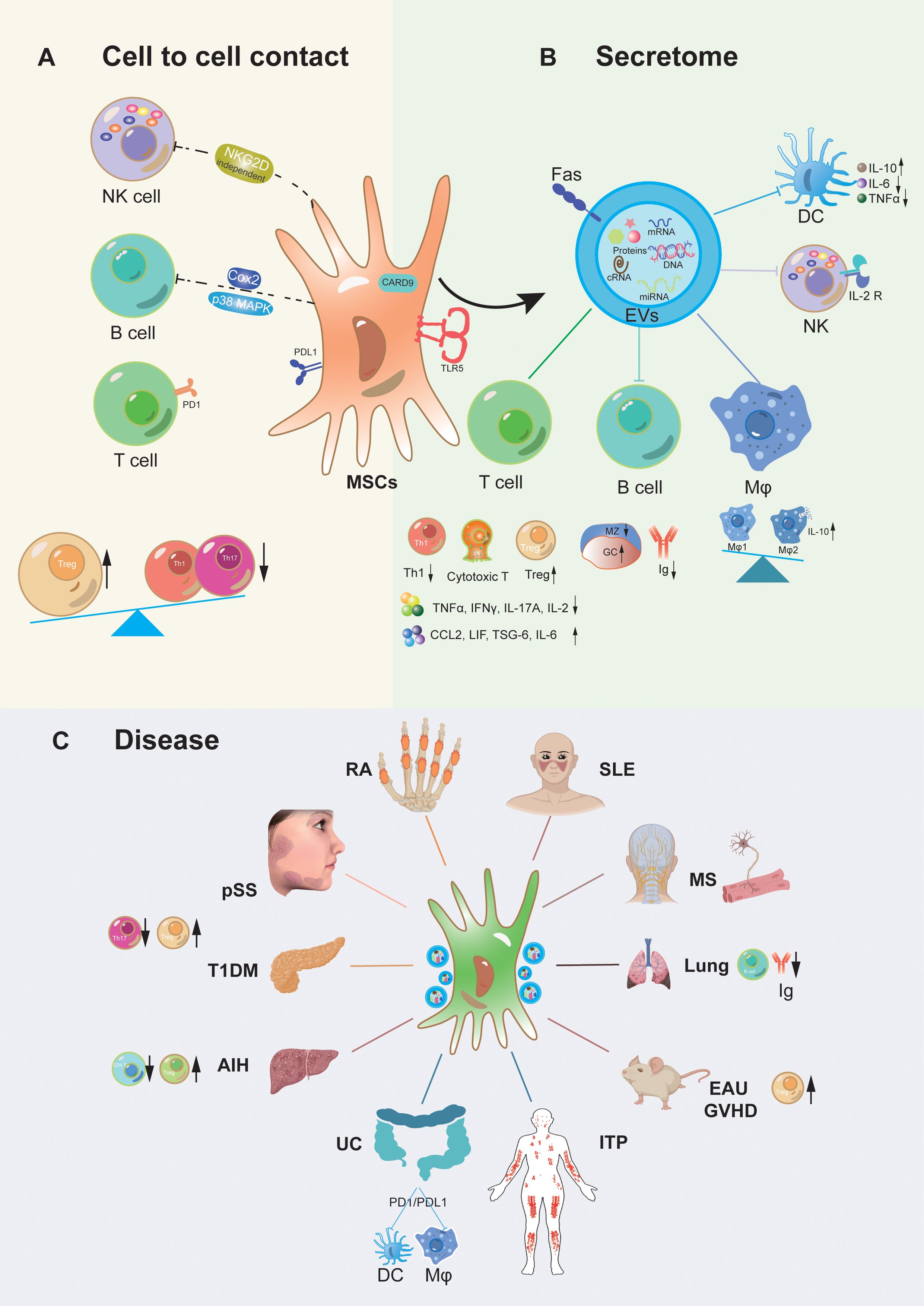图1：间充质干细胞移植治疗自身炎症性疾病的作用机制。