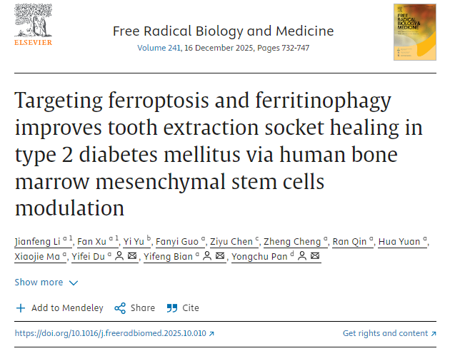 通过调控人骨髓间充质干细胞,靶向铁死亡和铁蛋白自噬可改善2型糖尿病患者拔牙窝的愈合。 通过调控人骨髓间充质干细胞,靶向铁死亡和铁蛋白自噬可改善2型糖尿病患者拔牙窝的愈合。