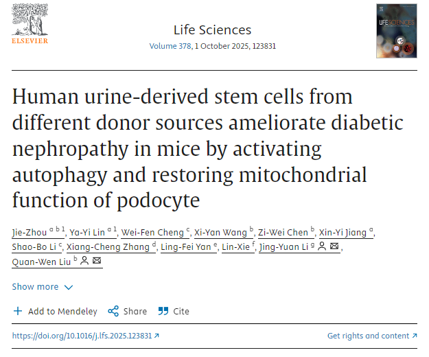 不同供体来源的人尿干细胞通过激活自噬和恢复足细胞线粒体功能改善小鼠糖尿病肾病