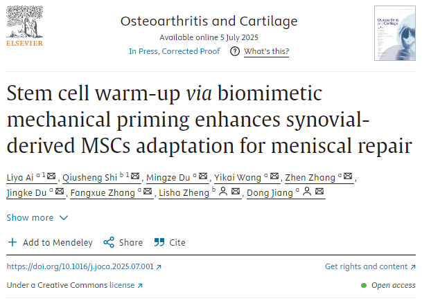 通过仿生机械启动进行干细胞预热
可增强滑膜来源的MSCs对半月板修复的适应性