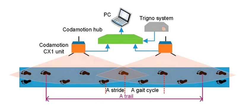 患者步态周期中表面肌电数据采集分析系统模型