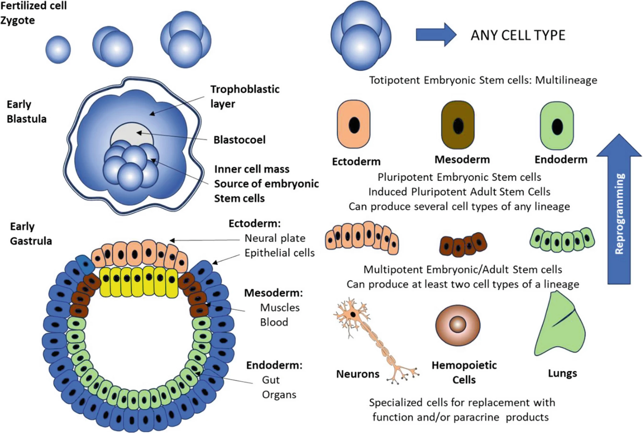 图1：胚胎的早期发育和干细胞的类型