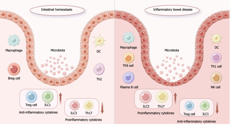 图1：炎症性肠病的发病机制。
