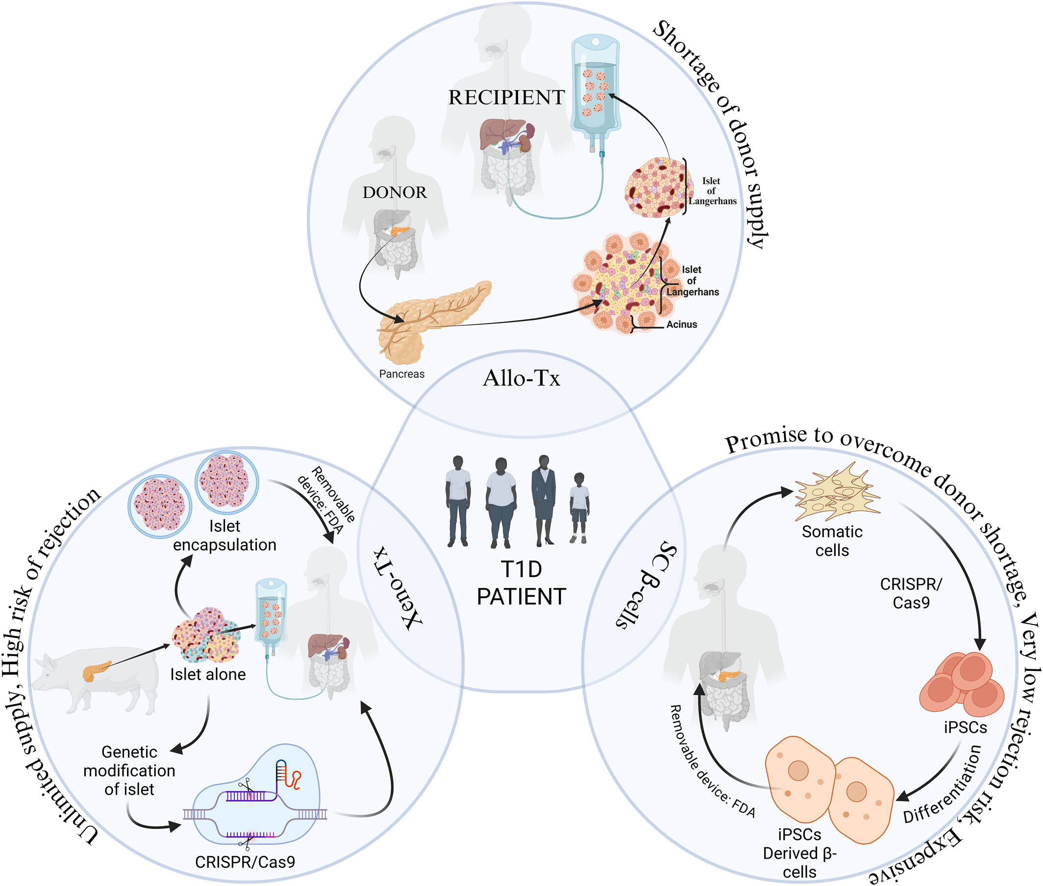 图1：1型糖尿病 (T1D) 中胰岛β细胞替代的可能细胞和分子策略。