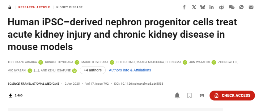 人类iPSC衍生的肾元祖细胞在小鼠模型中治疗急性肾损伤和慢性肾病