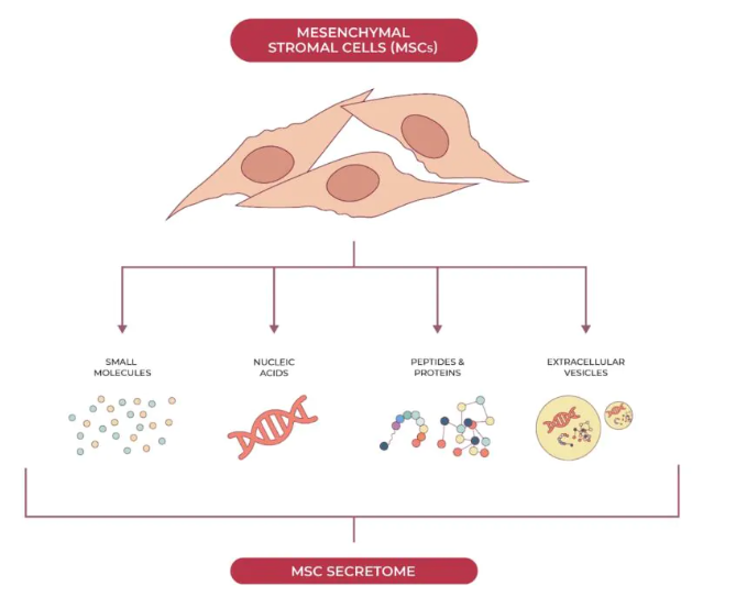 基于间充质干细胞的人类疾病治疗具有双重益处：组织再生和释放支持全身愈合的生物活性分子。