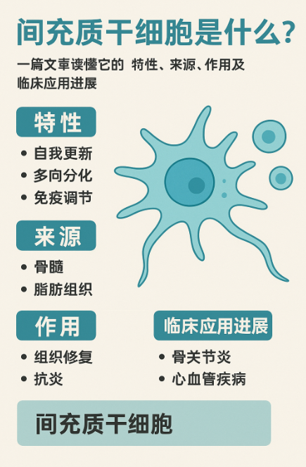 间充质干细胞是什么?一篇文章读懂它的特性、来源、作用及临床应用进展 间充质干细胞是什么?一篇文章读懂它的特性、来源、作用及临床应用进展