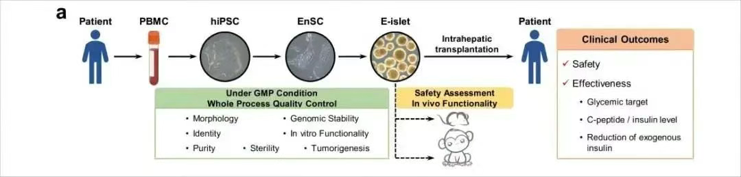 患者E-islet制备、质量控制及其移植安全性和有效性评估的主要流程概述