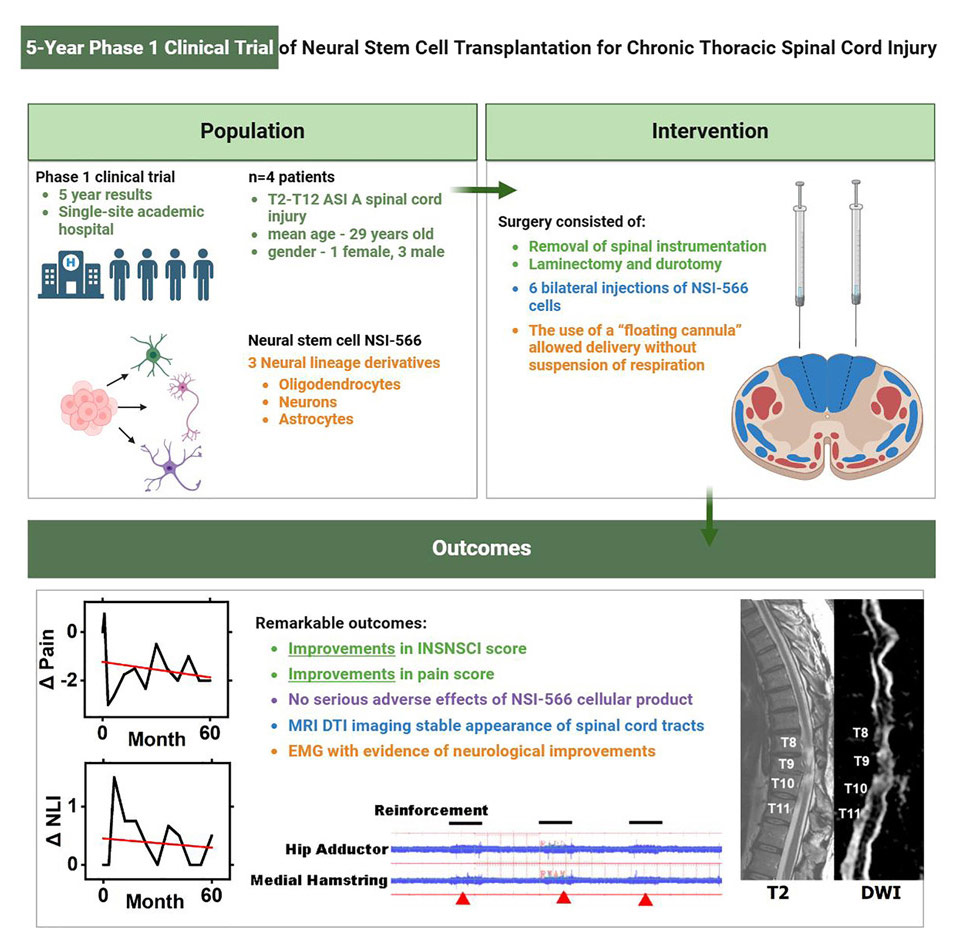 干细胞治疗脊髓损伤