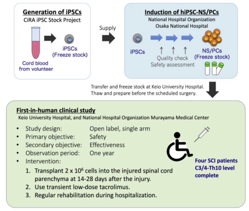 干细胞治疗脊髓损伤