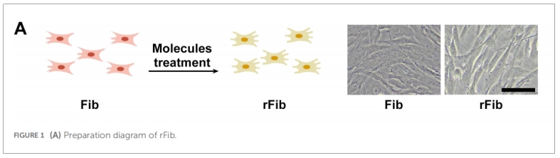 细胞治疗 细胞治疗