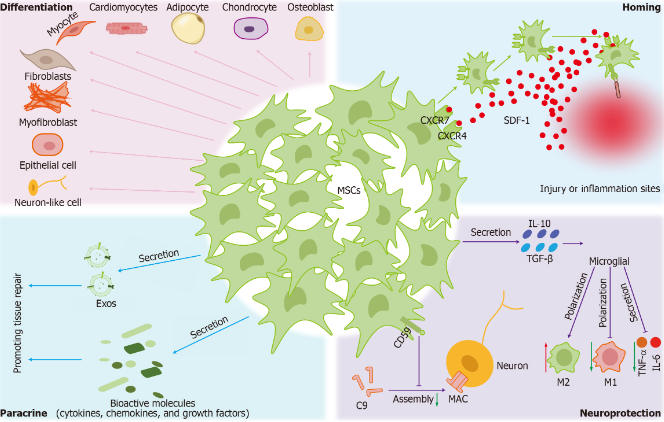图2：间充质干细胞的治疗机制。