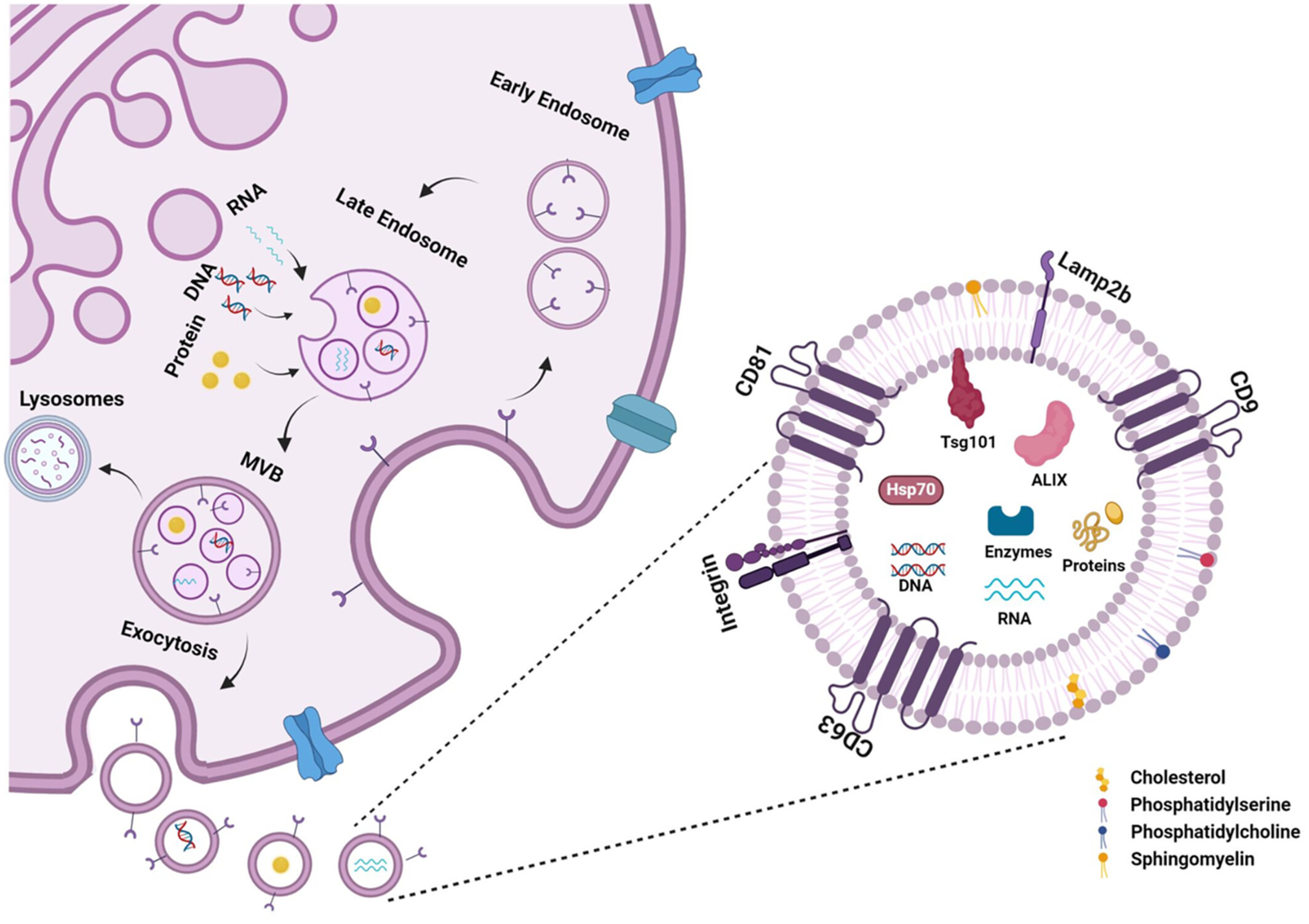 图5:外泌体的生物合成和分子组成。 图5:外泌体的生物合成和分子组成。