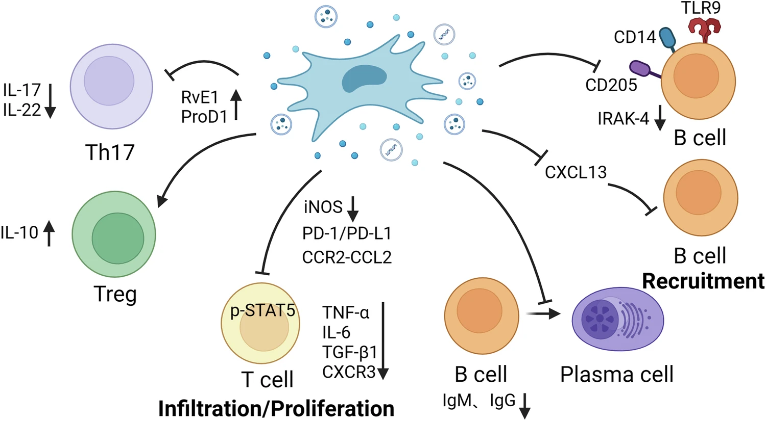 图2:MSCs调节适应性免疫细胞。 图2:MSCs调节适应性免疫细胞。