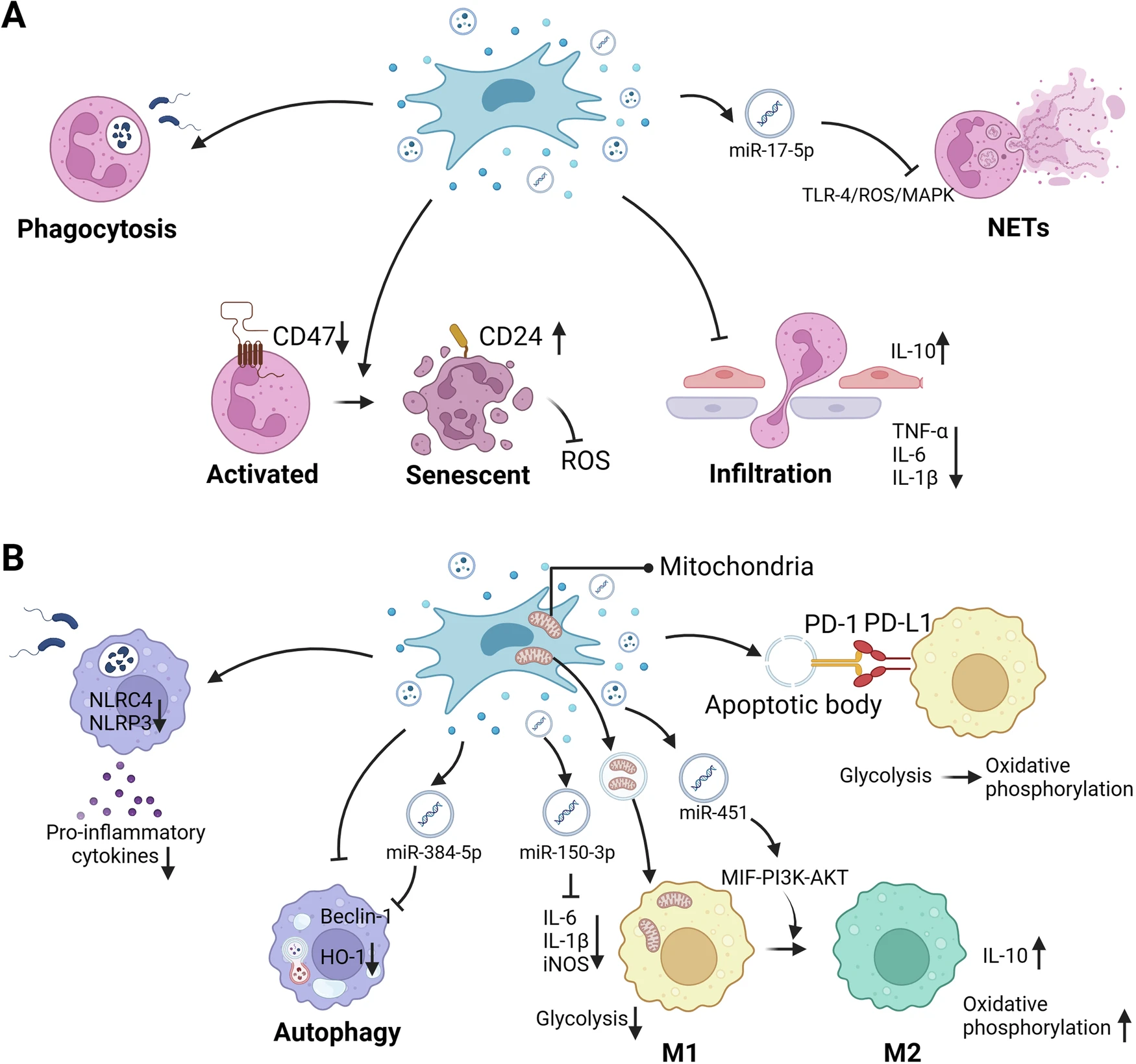 图1:MSCs调节先天免疫细胞 图1:MSCs调节先天免疫细胞