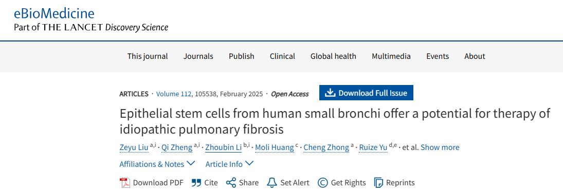 人类小支气管上皮干细胞为治疗特发性肺纤维化提供了潜力 人类小支气管上皮干细胞为治疗特发性肺纤维化提供了潜力