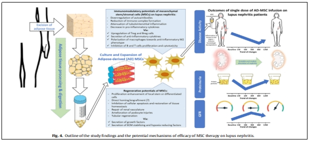 在实验中，研究人员观察到ADMS1的表达增加与关节疼痛和炎症之间的关系