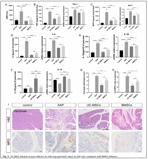 
图3：UC-MSCS输注在缓解SAP小鼠肤腺损伤方面比BMSCS输注更为有效