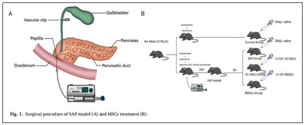 表1：SAP模型(A)和MSCs治疗(B)的手术程序。