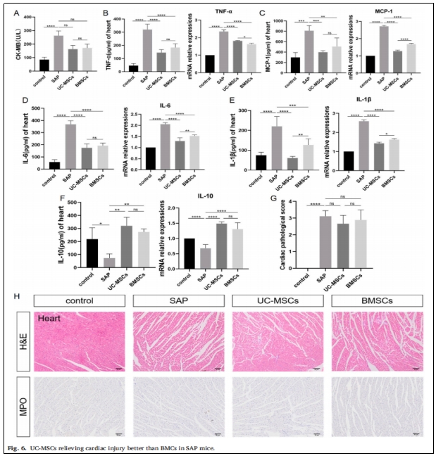 图6：UC-MSCs对SAP小鼠心脏损伤的缓解作用优于BMCs。