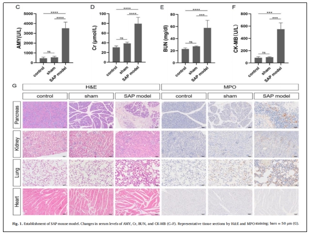图1：SAP小鼠模型的建立。