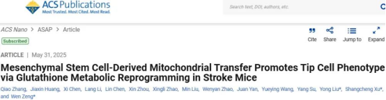 间充质干细胞来源的线粒体转移通过谷胱甘肽代谢重编程促进中风小鼠尖端细胞表型 间充质干细胞来源的线粒体转移通过谷胱甘肽代谢重编程促进中风小鼠尖端细胞表型