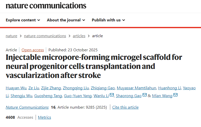 用于中风后神经祖细胞移植和血管化的可注射微孔形成微凝胶支 用于中风后神经祖细胞移植和血管化的可注射微孔形成微凝胶支