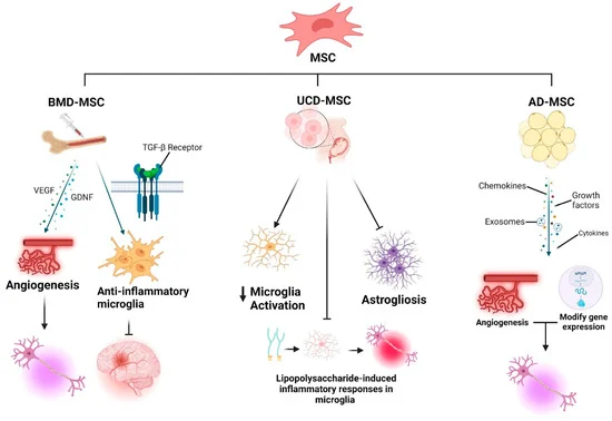 图1：神经干细胞（NSCs）、间充质干细胞（MSCs）和诱导多能干细胞（iPSCs）的分化潜能。