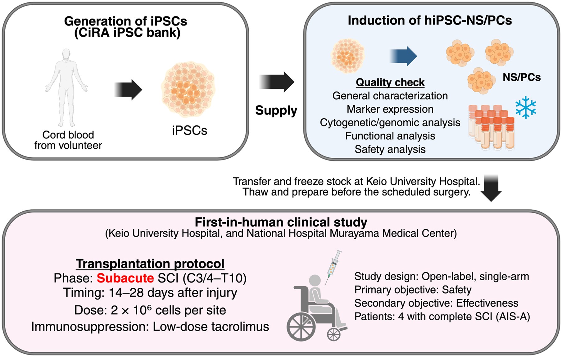 图1：hiPSC-NS/PC制备及首次人体移植治疗亚急性脊髓损伤。