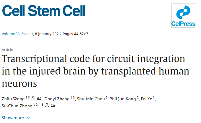 《Cell Stem Cell》新解：修复中风脑损伤，干细胞“内在导航”比数量更重要