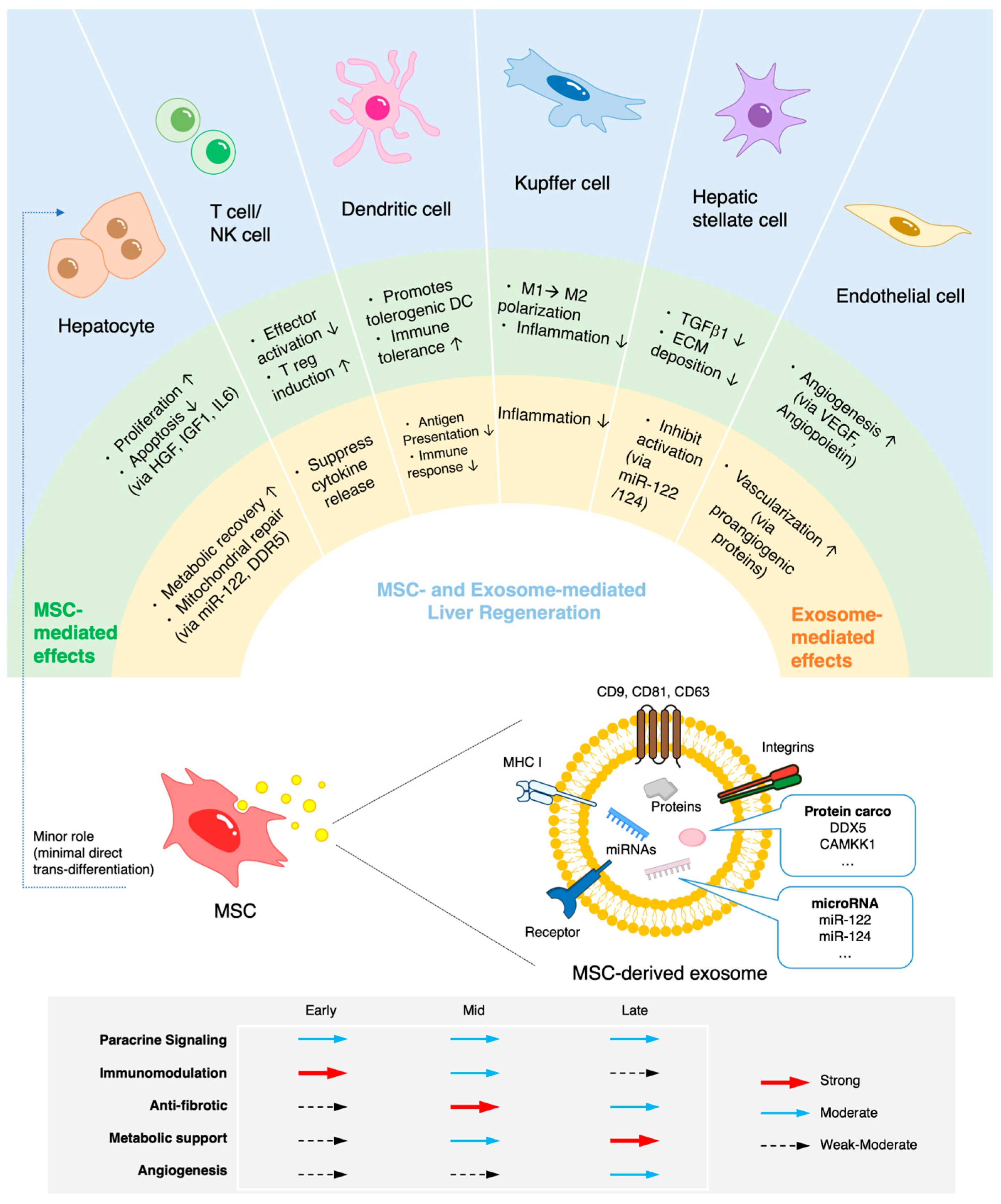 图1：MSC介导的肝脏再生机制。MSC的作用并非严格按顺序发生，而是多个过程相互重叠，其优势程度取决于肝损伤和修复的不同阶段。