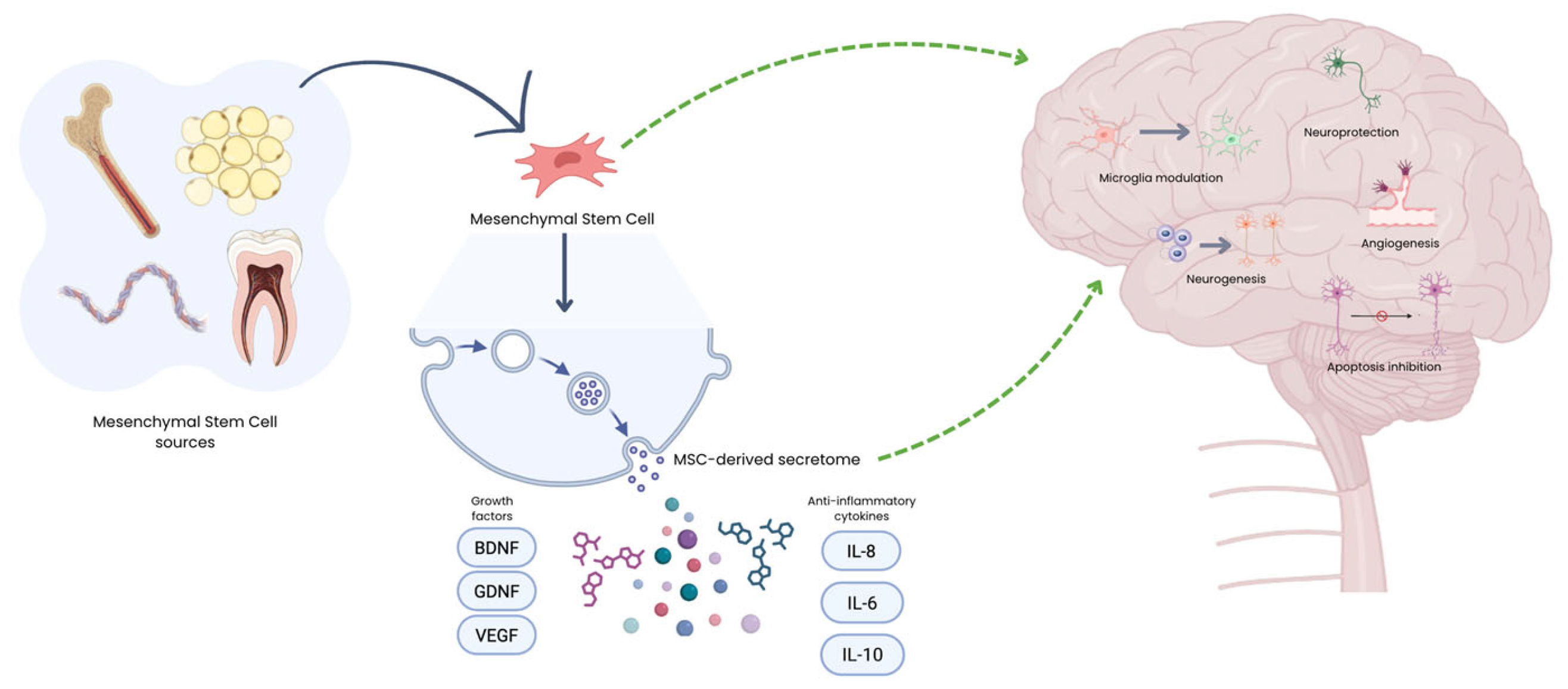 图1：MSC来源及其在神经退行性疾病中的治疗机制示意图。给药后，MSC主要通过释放生物活性分泌组发挥作用，该分泌组由细胞外囊泡、生长因子和免疫调节细胞因子组成。