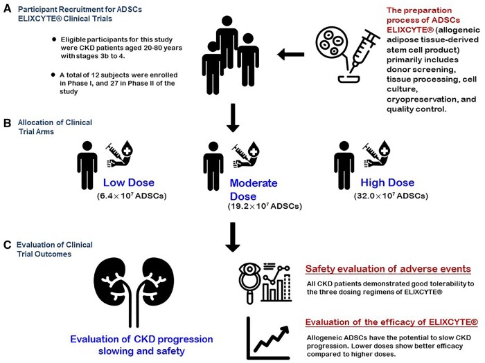 该图文摘要总结了ELIXCYTE临床试验,重点介绍了慢性肾脏病(CKD)患者的招募、异体脂肪干细胞(ADSCs)低剂量、中剂量和高剂量组的分配以及疗效评估。试验证实了良好的安全性,延缓了CKD的进展,并在较低剂量下显示出更佳的疗效,凸显了ELIXCYTE在CKD治疗中的治疗潜力。