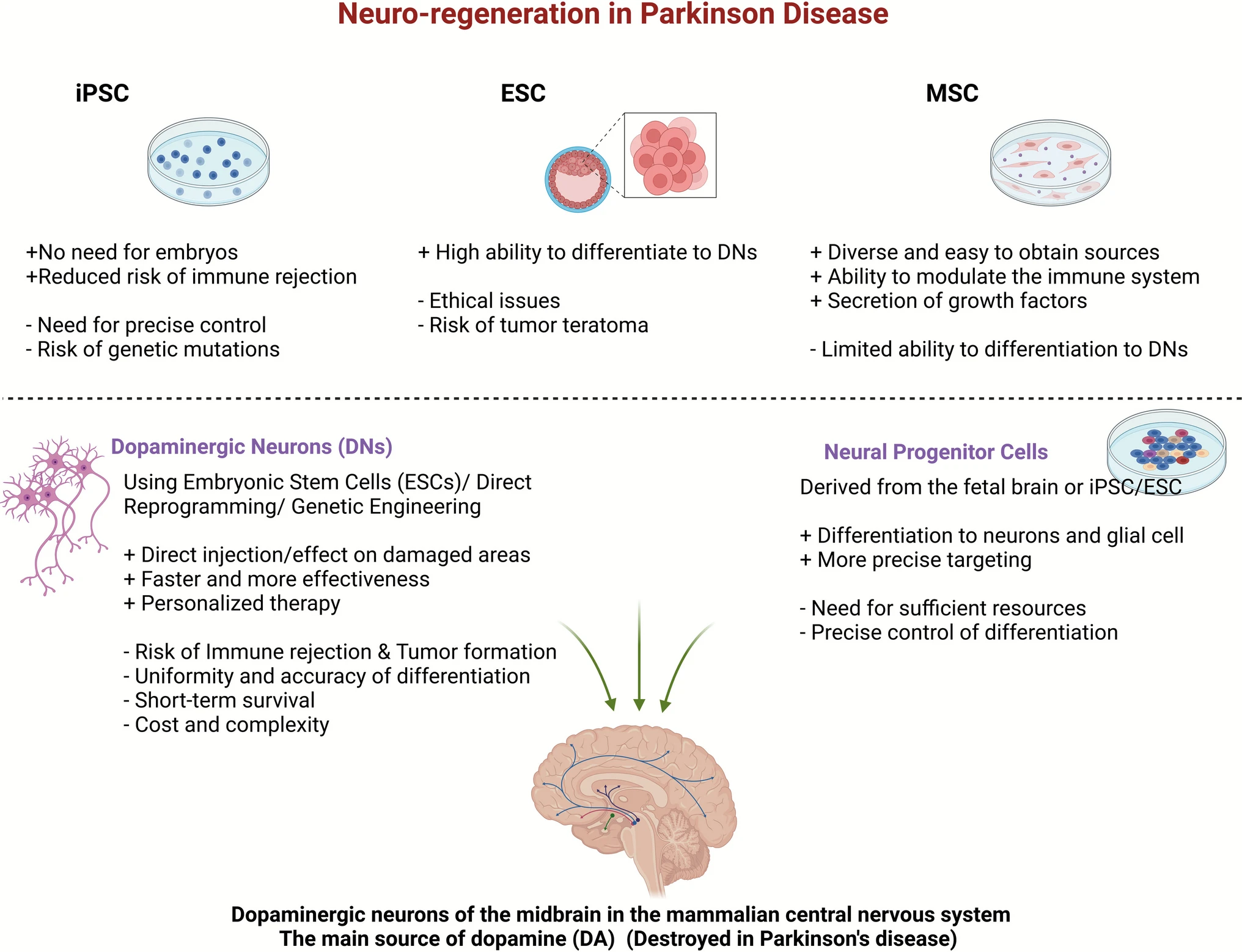 图2:用于帕金森病细胞疗法的不同干细胞来源及其优缺点 图2:用于帕金森病细胞疗法的不同干细胞来源及其优缺点