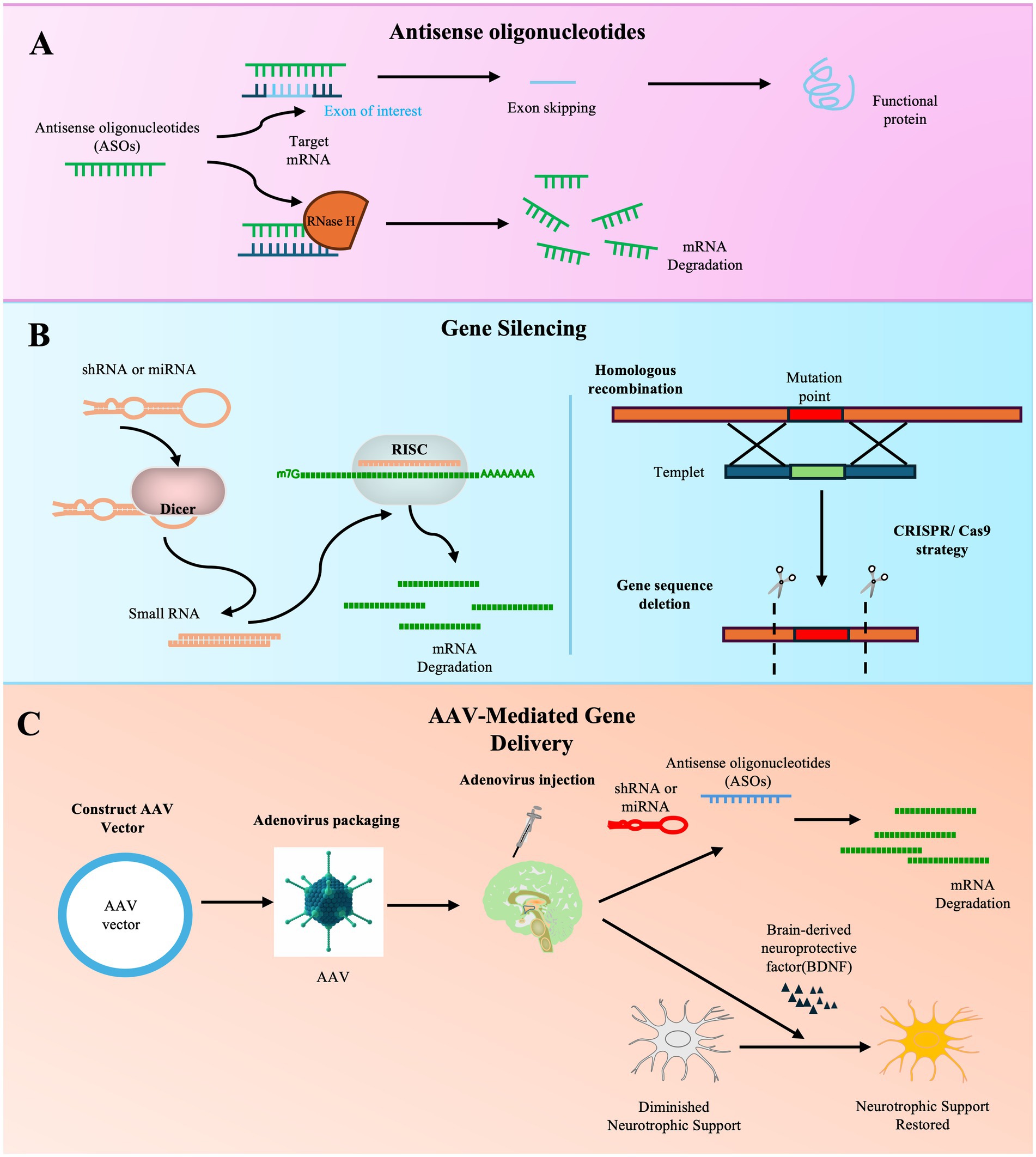 图3：基因治疗ALS方法的示意图。