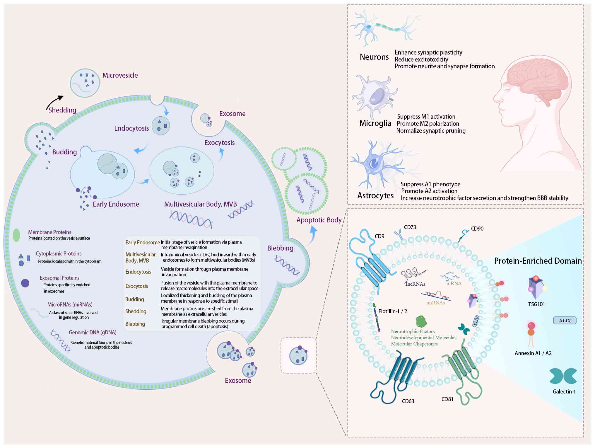 图3：间充质干细胞（MSC）来源外泌体在自闭症谱系障碍（ASD）治疗中的生物发生、分子组成和机制。