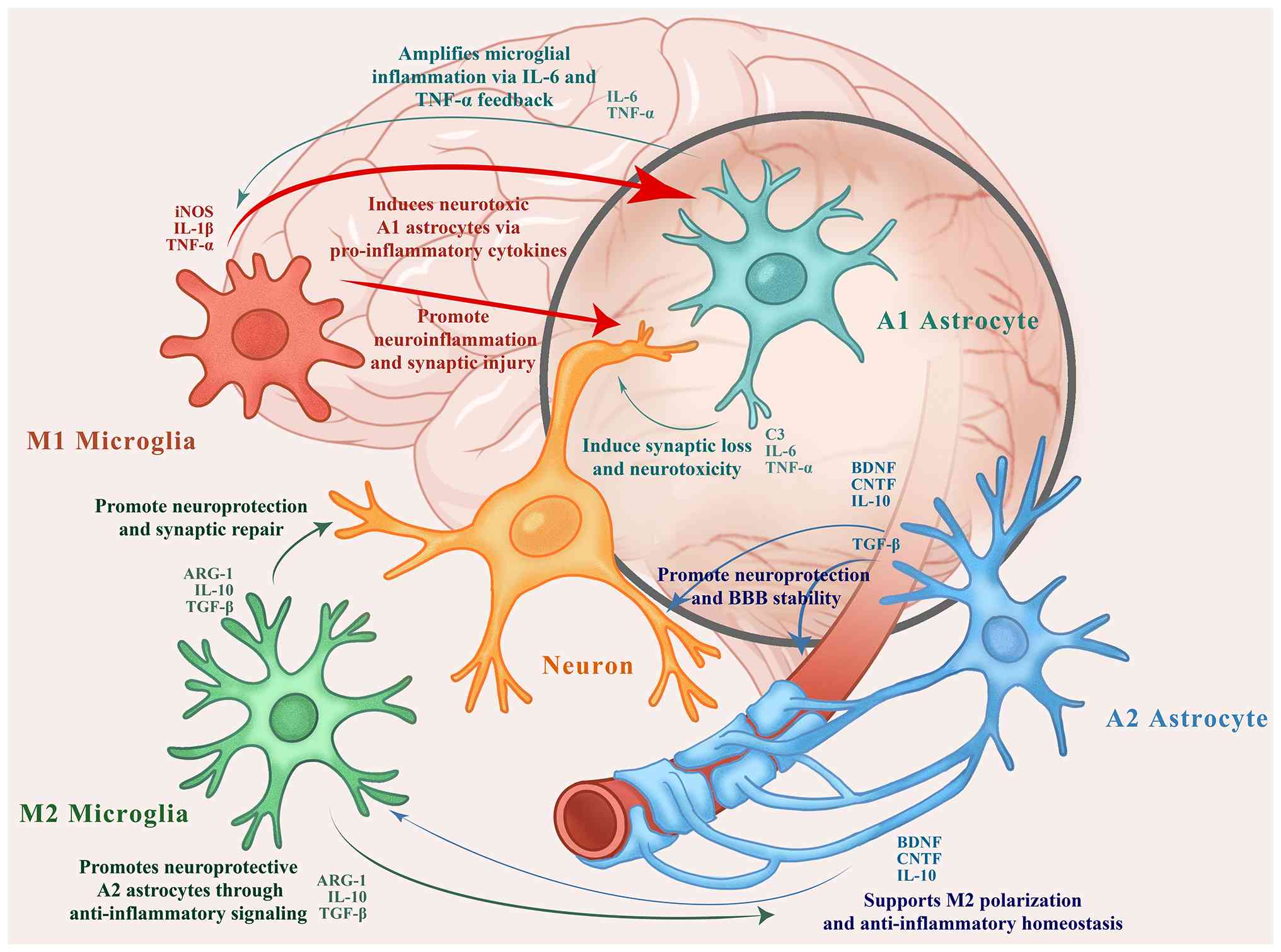 图1：自闭症谱系障碍患者大脑中小胶质细胞、星形胶质细胞和神经元之间的相互作用。M1型小胶质细胞和A1型星形胶质细胞释放促炎细胞因子（例如TNF-α、IL-1β和IL-6），这些细胞因子会加剧神经炎症并诱导突触损伤。相反，M2型小胶质细胞和A2型星形胶质细胞分泌抗炎因子和神经营养因子（例如IL-10、TGF-β、BDNF和CNTF），从而促进突触修复、血脑屏障稳定性和体内平衡。